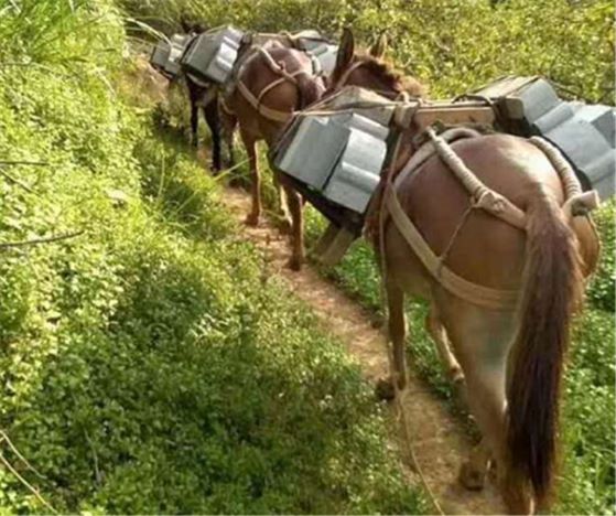 安徽山區(qū)馬隊運輸