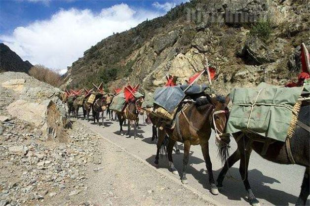 安徽山區(qū)騾馬運輸隊