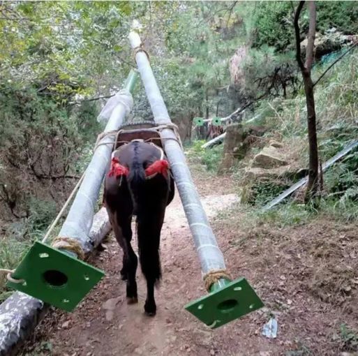 安徽騾馬運輸隊