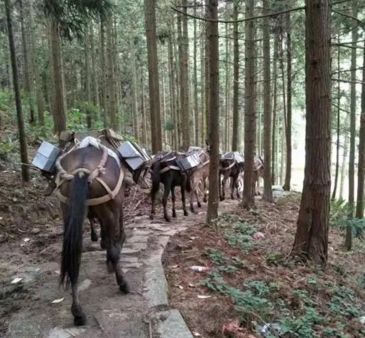 安徽馬幫運輸隊