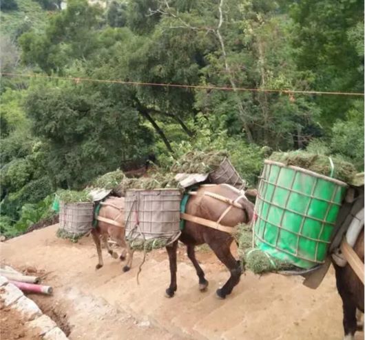 安徽馬隊運輸隊