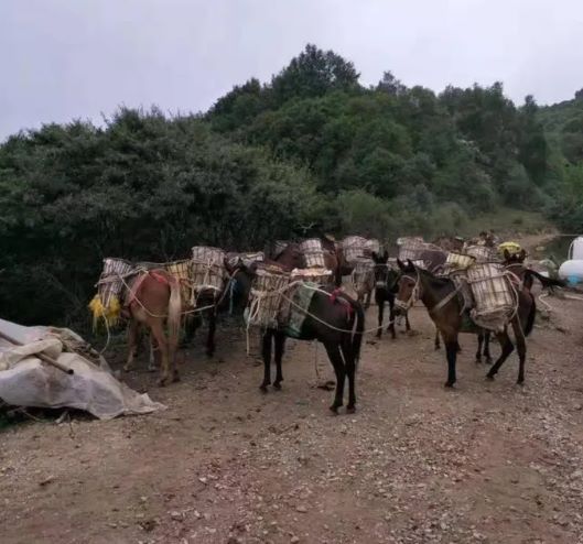 安徽山區(qū)騾子運輸隊
