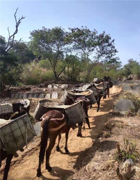安徽山區(qū)馬幫運(yùn)輸隊(duì)