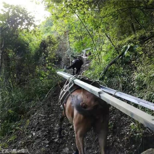 安徽騾子運(yùn)輸