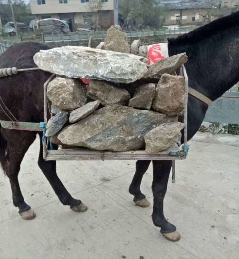 安徽騾馬運(yùn)輸