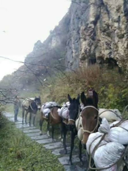 安徽騾子運(yùn)輸隊(duì)