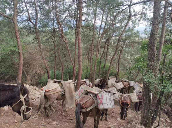 安徽馬幫運(yùn)輸隊(duì)